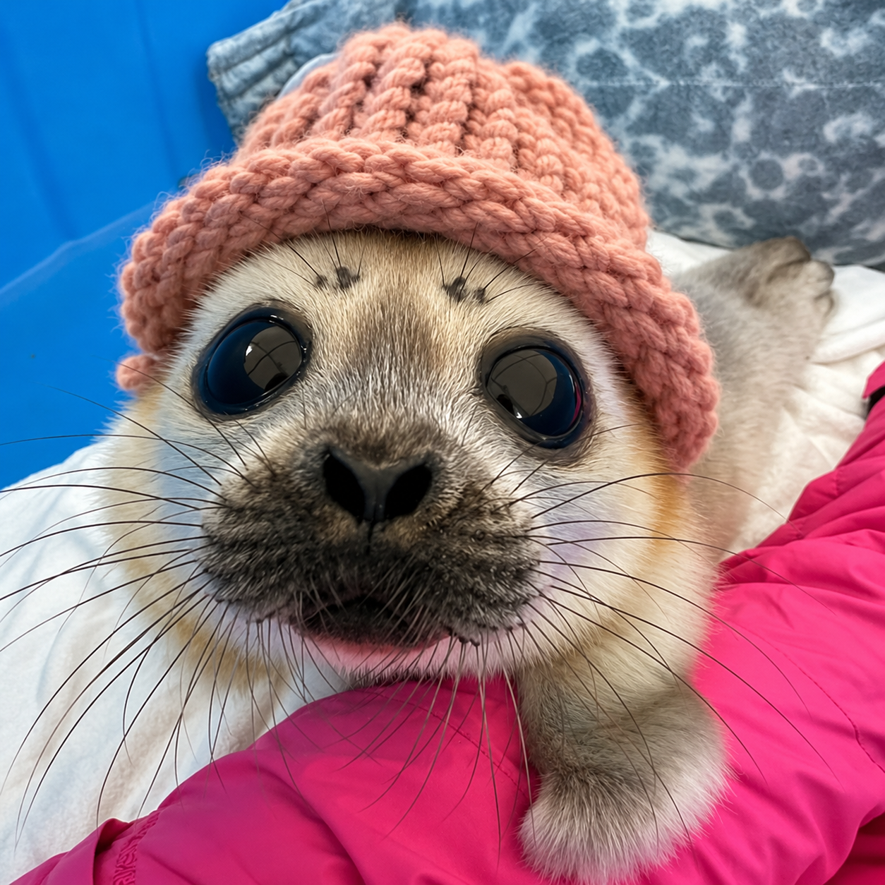 An adorable baby seal with big dark eyes wearing a pink knitted hat